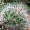 Mammillaria _guezolwiana 'splendens' 01